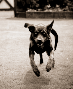 Get that car!  http://www.flickr.com/photos/thompsonchan/5388337372/